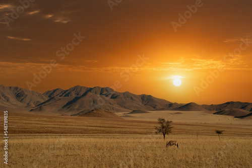 Namibian desert with oryx in the foreground and sand dunes in the background Namibia