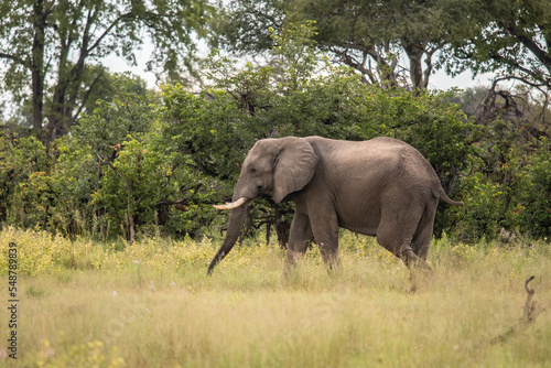 large African elephant walking through the African bush © vaclav