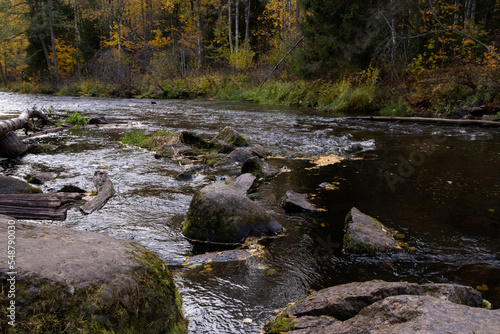 River in pine forest with stones and rapids