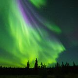Aurora borealis, northern lights over trees