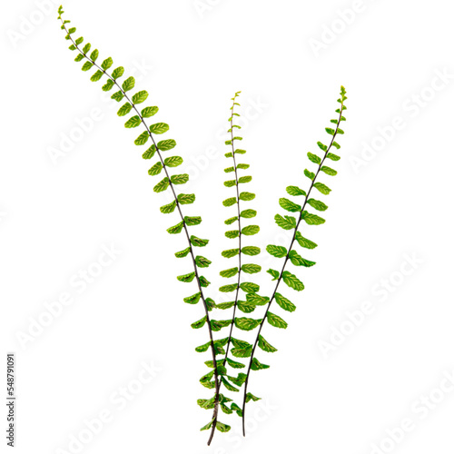 a single fresh fern leaf