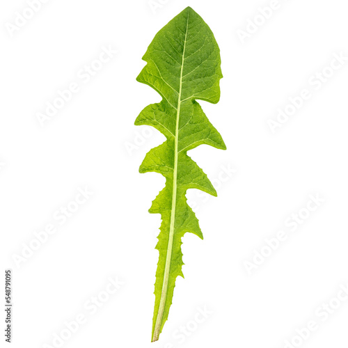 a single fresh dandelion leaf © M.Dörr & M.Frommherz