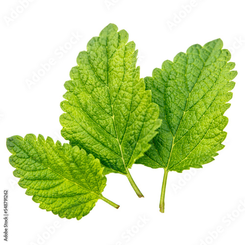 a single fresh lemon balm leaf