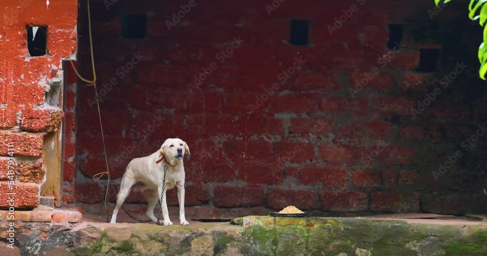 A mad dog on a chain barks with foam from its mouth. Stop chaining dogs