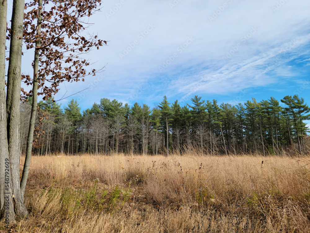 Rural autumn field landscape with dried weeds and pine trees