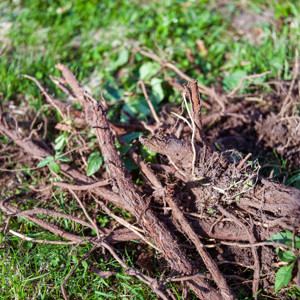 uprooted tree or bush uprooted tree or bush