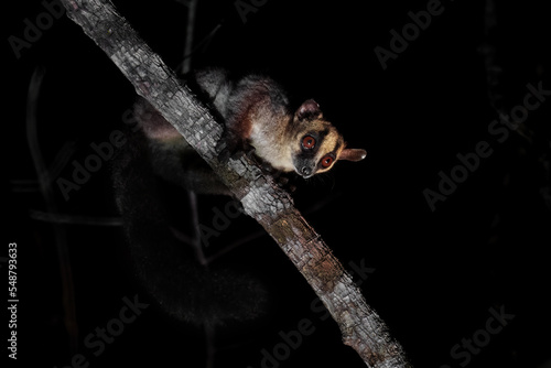 Pale Fork-marked Lemur - Phaner furcifer pallescens, beautiful nocturnal lemur from West Madagascar forests, Kirindy, Madagascar.