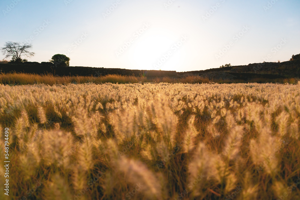 Fototapeta premium Sun kissed Weeds