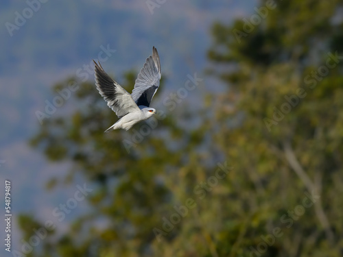 Black-winged Kite flying against green tree