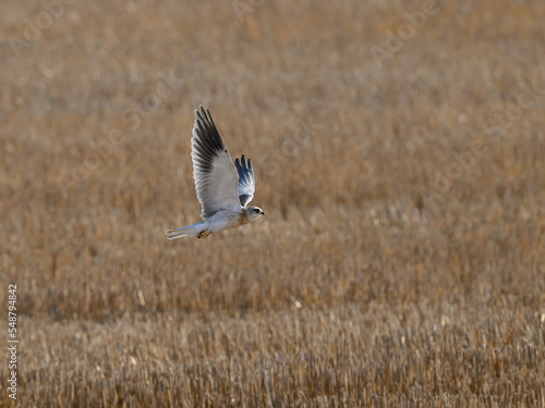 Black-winged Kite flying against field © FotoRequest