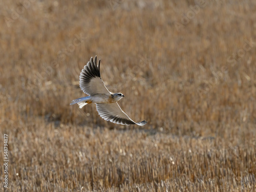Black-winged Kite flying against field © FotoRequest