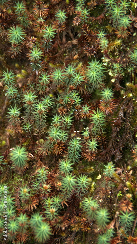 Moss growing on the floor of the cloud forest at the high altitude Paraiso Quetzal Lodge, outside of San Jose, Costa Rica Moss growing on the floor of the cloud forest at the high altitude Paraiso Quetzal Lodge, outside of San Jose, Costa Rica
