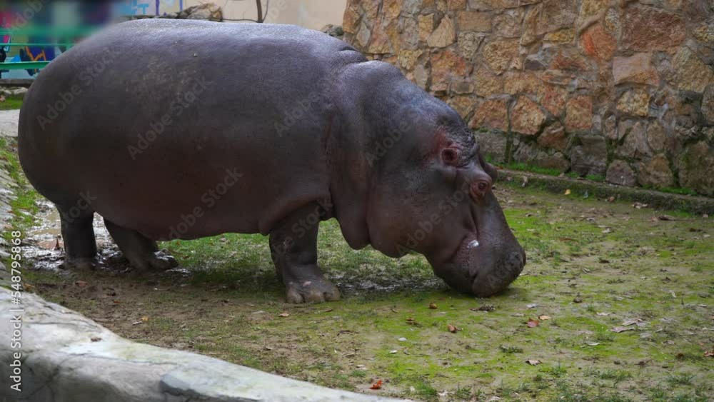 Hippo at the zoo eating grass Hippo at the zoo eating grass