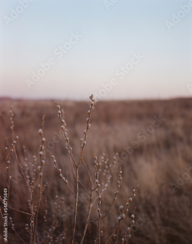 Verba on the spring field