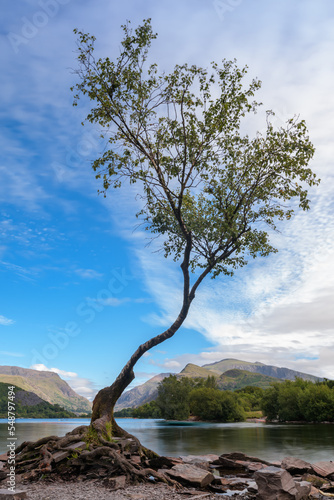 Obraz na płótnie The Lone Tree, tha famous landmark on LLanberis Lake, Snowdonia, North Wales w salonie