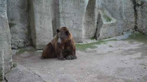 Bear in the zoo doing funny exercises photo