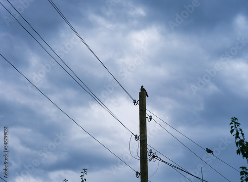 Wallpaper Mural A wooden pole with electric lines and pigeons sitting on it against cloudy sky. Torontodigital.ca