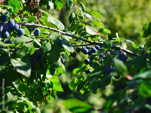 Blackthorn fruits (Prunus spinosa) growing on tree branches