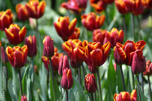 red and yellow tulips