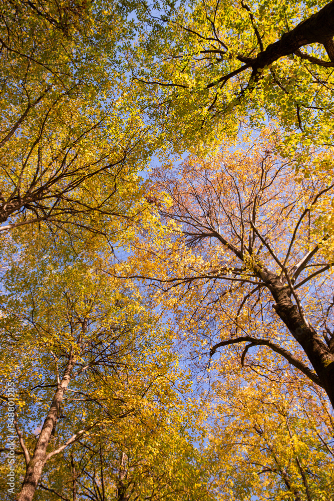 Chiome di alberi puntati verso il cielo Chiome di alberi puntati verso il cielo