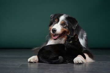 dog and a cat together on a green background. Family of pets in the studio. Australian Shepherd and black cat