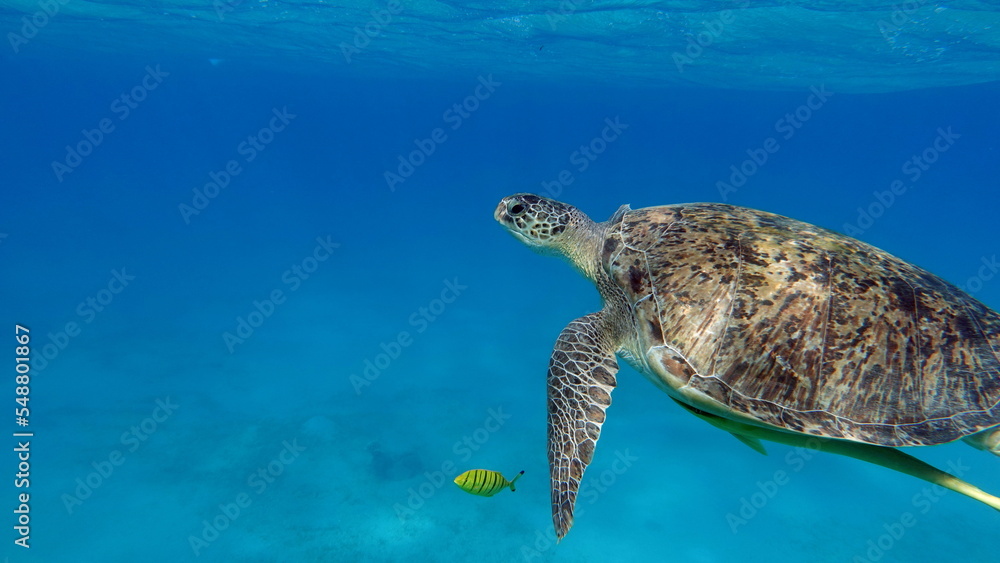 Big Green turtle on the reefs of the Red Sea.
Green turtles are the largest of all sea turtles. A typical adult is 3 to 4 feet long and weighs between 300 and 350 pounds.
