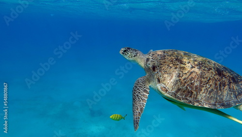 Big Green turtle on the reefs of the Red Sea. Green turtles are the largest of all sea turtles. A typical adult is 3 to 4 feet long and weighs between 300 and 350 pounds. 