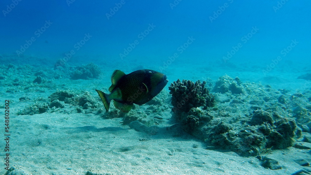 Fototapeta premium Colorful tropical fish on a coral reef, amazingly beautiful fairy world. In the coral gardens of the Red Sea.