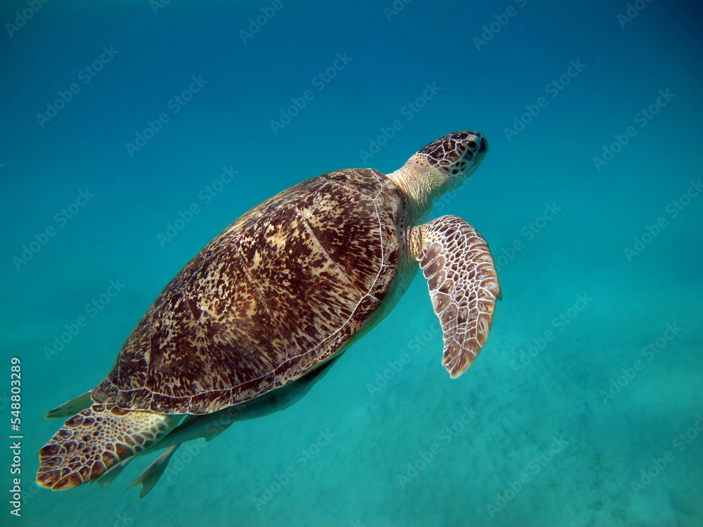 Big Green turtle on the reefs of the Red Sea. Green turtles are the
