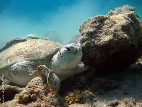 Big Green turtle on the reefs of the Red Sea. Green turtles are the largest of all sea turtles. A typical adult is 3 to 4 feet long and weighs between 300 and 350 pounds. 