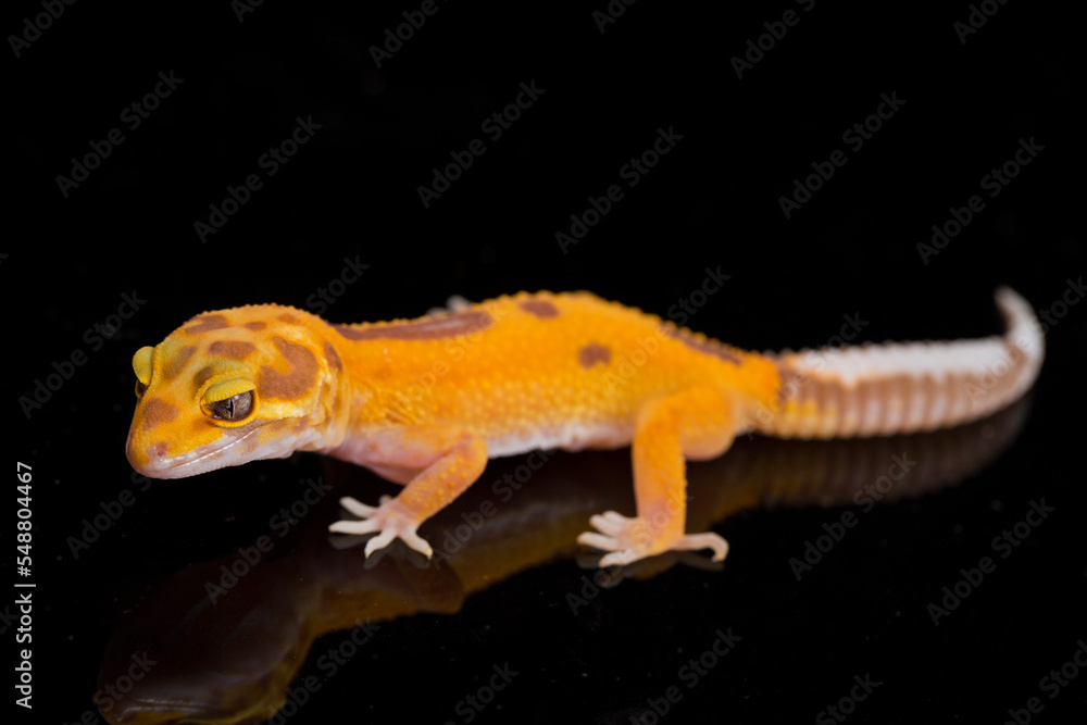 Fototapeta premium Leopard gecko, Eublepharis macularius, tremper albino isolated on black background