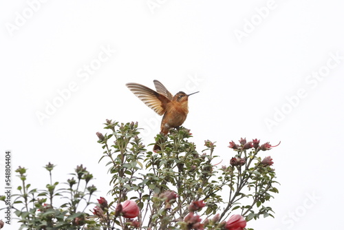 Aves de hermosos colores de la fauna de Caldas Colombia