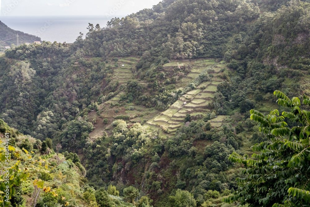 terraced fields on green slope near Faial, Madeira