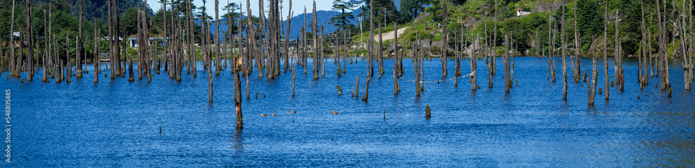 Lake with Trees in India, Koyla film, Arunachal Pradesh Lake with Trees in India, Koyla film, Arunachal Pradesh