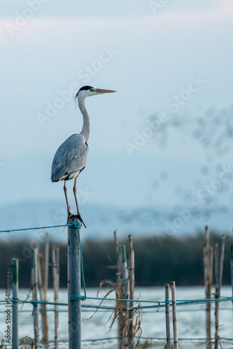 Beautiful close portrait in profile of a grey heron on a wooden post and among bamboo reeds in the Albufera of Valencia in Spain, Europe