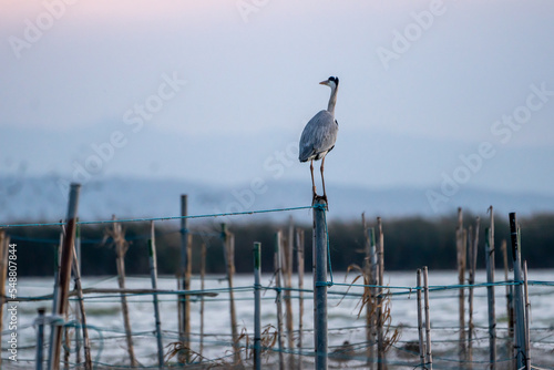 Beautiful back portrait of a grey heron on a wooden post and among bamboo canes in the Albufera of Valencia in Spain, Europe