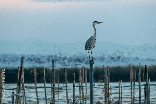 Beautiful profile portrait of a grey heron on a wooden post and among bamboo reeds in the Albufera of Valencia in Spain, Europe