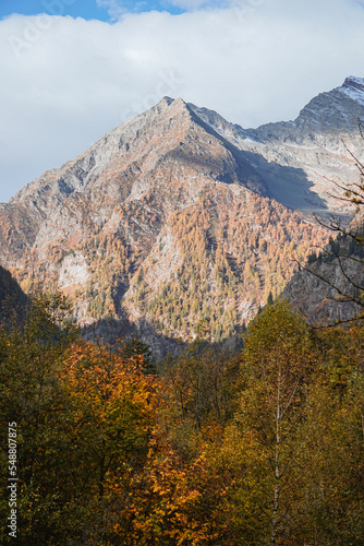 Autumn colors during the early morning  between the mountains and woods of the Antrona valley  near the town of Antronapiana  Italy - October 2022.