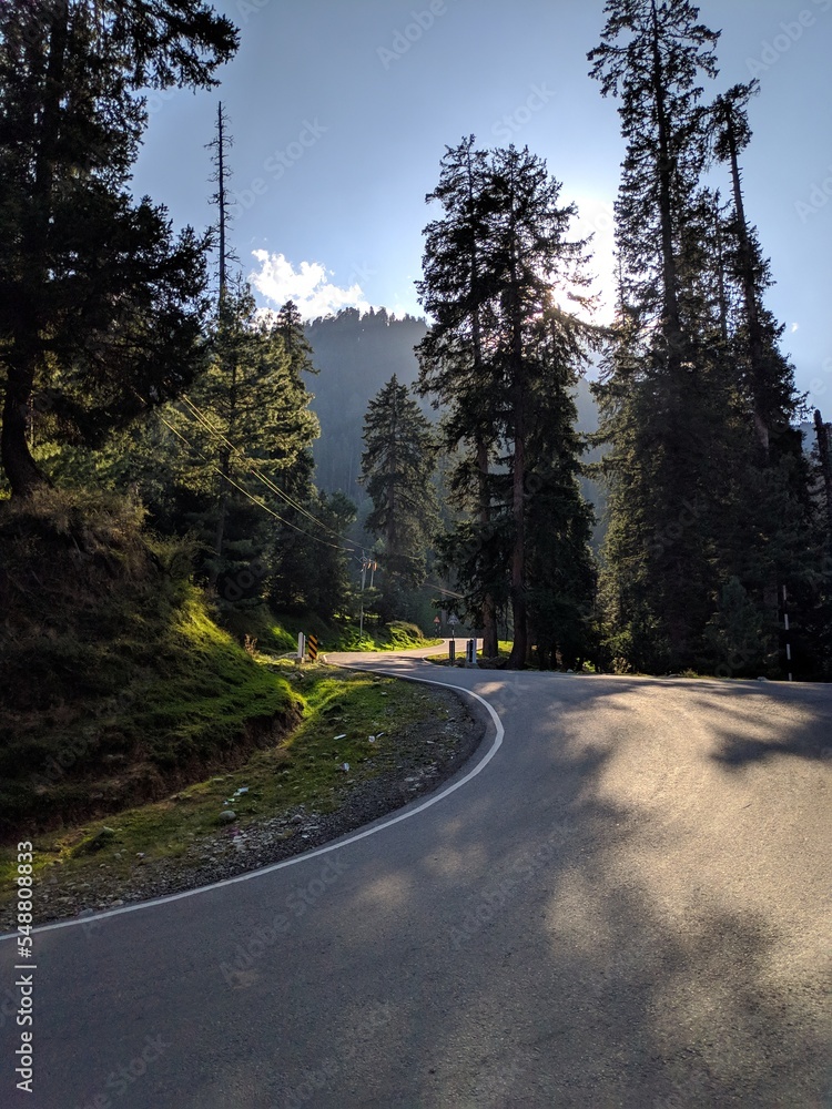 Obraz premium forest tracks