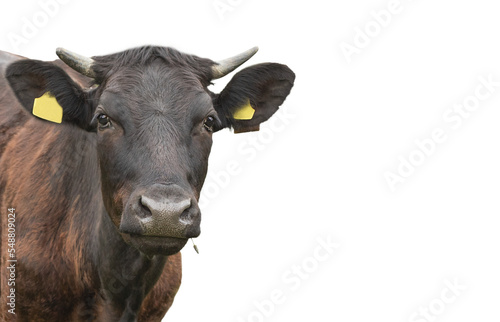 The head of a brown cow with grass in its mouth.

