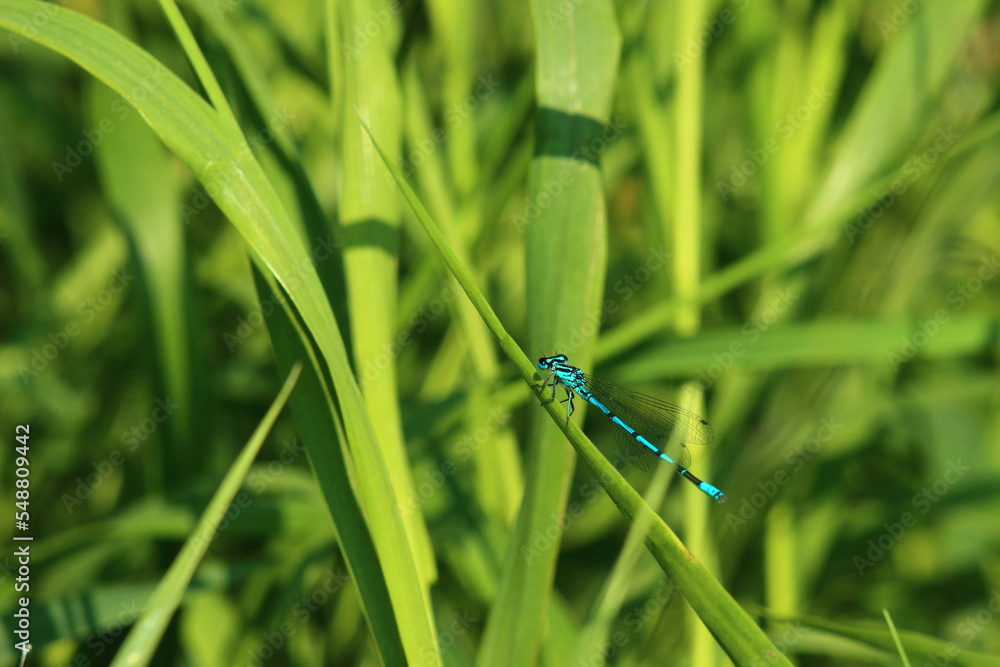 A dragonfly perched on a leaf of grass on a sunny summer day.
A dragonfly perched on a leaf of grass on a sunny summer day.