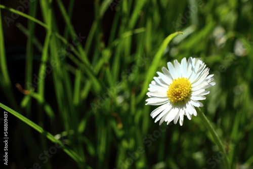White flower in the rays of the sun.
