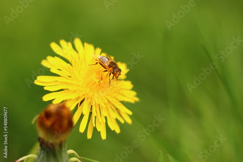 Yellow field flower with an insect in the rays of the sun.
