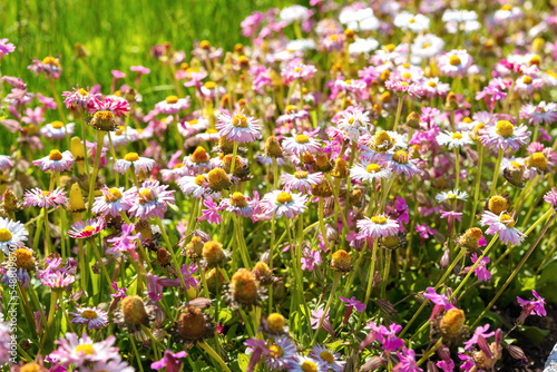 Field of pink daisies in the garden