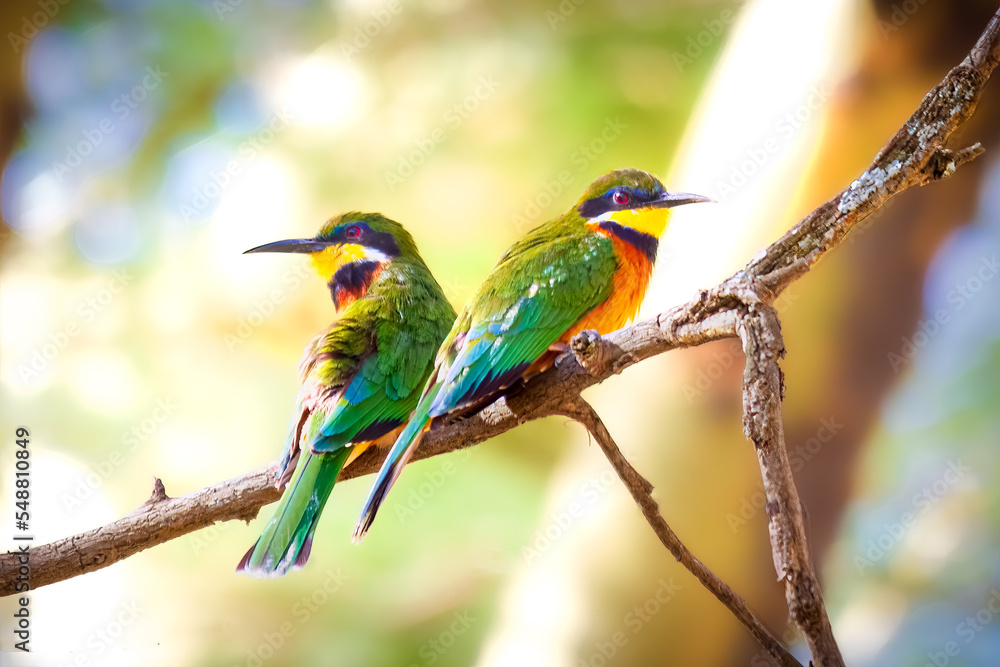 Fototapeta premium bee eaters perched on a branch, Lake Nakuru, Tanzania 