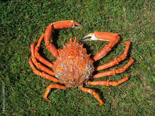 Araignée de mer, île d'Yeu, , Vendée, Pays de la Loire, France photo