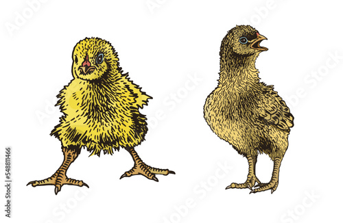 Vector color set of chicks on white isolated, yellow newborn chicks collection,graphical illustration