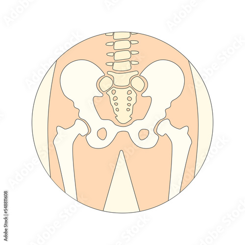 Pelvis icon