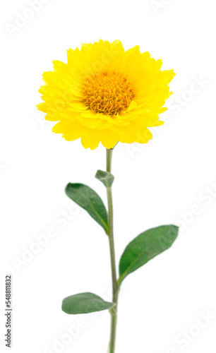  Flower of chrysanthemum.