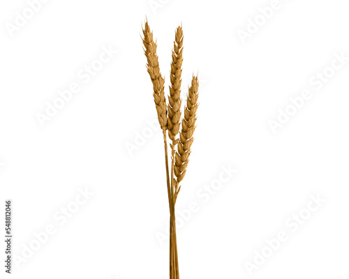 Three spikelets of wheat are interconnected.